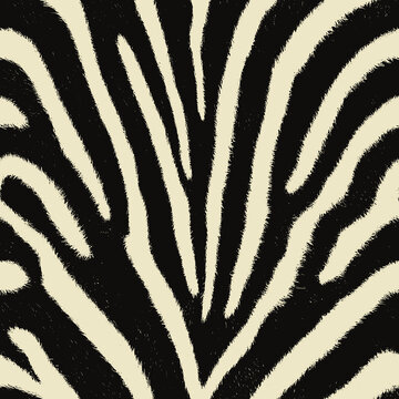 黑白斑馬紋動物皮毛紋理