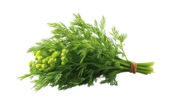 [免摳素材]新鮮芫荽束特寫
