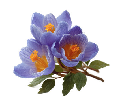 [免摳素材]春天紫色的風(fēng)信子花束特寫