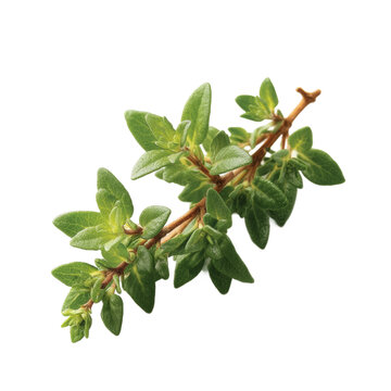 [免摳素材]新鮮迷迭香枝條特寫(xiě)