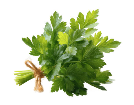 [免摳素材]新鮮歐芹束特寫
