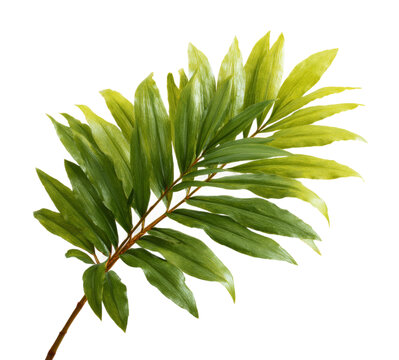 [免摳素材]熱帶植物葉子清新自然背景圖