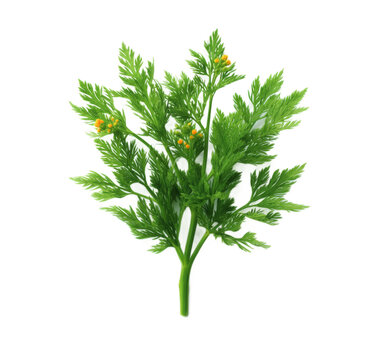 [免摳素材]新鮮綠色藥草小枝與黃花