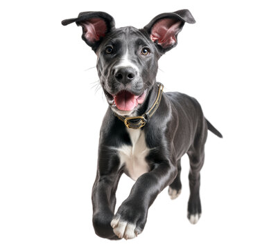 [免摳素材]快樂的幼犬騰空飛躍