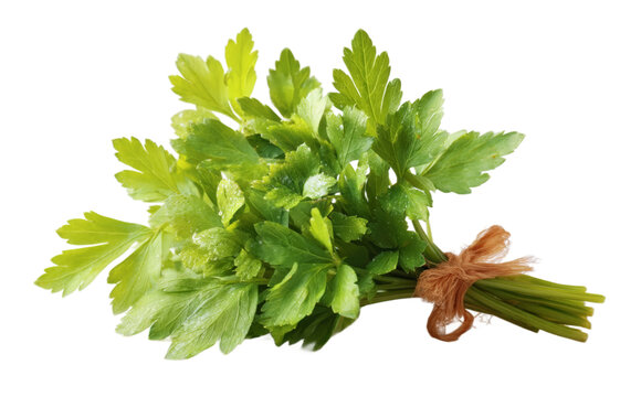 [免摳素材]新鮮歐芹束特寫