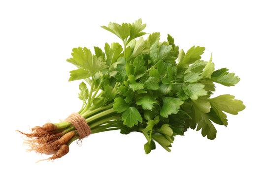 [免摳素材]新鮮芫荽束特寫