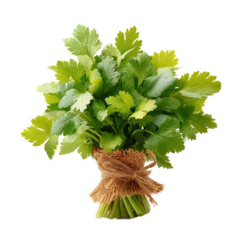 [免摳素材]一束新鮮香菜捆綁