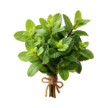 [免摳素材]新鮮薄荷束特寫