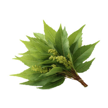 [免摳素材]一束新鮮綠色葉子和花苞