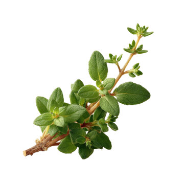 [免摳素材]新鮮迷迭香枝條特寫(xiě)