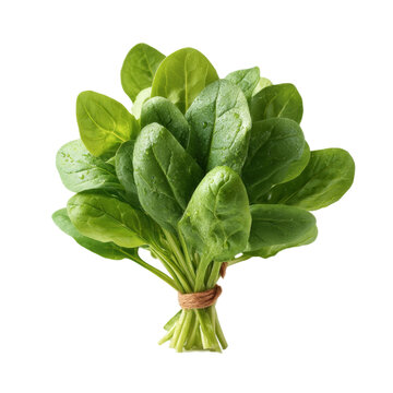[免摳素材]新鮮菠菜束特寫