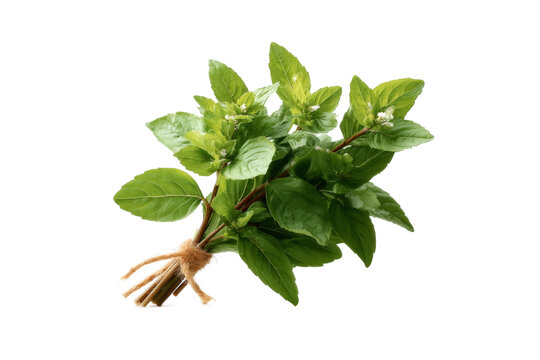 [免摳素材]一束新鮮薄荷