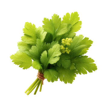 [免摳素材]新鮮芫荽花束特寫