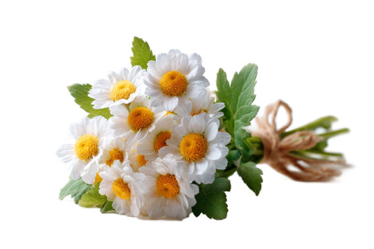 [免摳素材]一束清新淡雅的雛菊花束