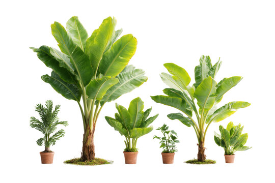 [免摳素材]室內(nèi)盆栽熱帶植物組合