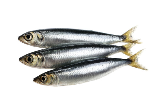 [免摳素材]新鮮沙丁魚(yú)擺放