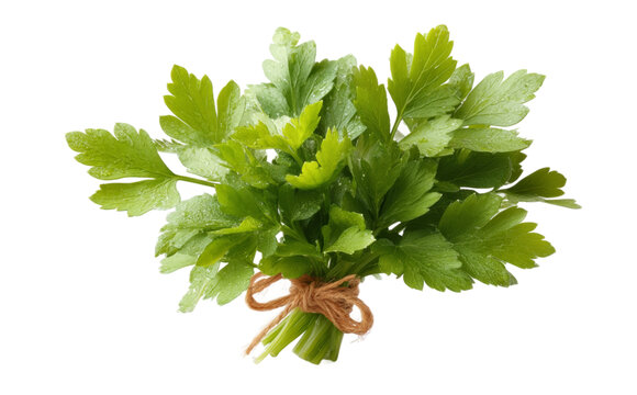 [免摳素材]新鮮歐芹束特寫