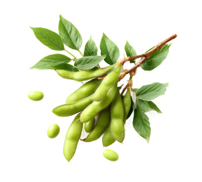 [免摳素材]新鮮綠豆莢與葉子
