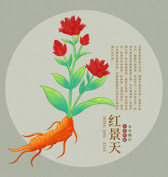 紅景天植物手繪插畫(huà)圖