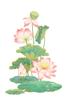 荷花荷葉素材