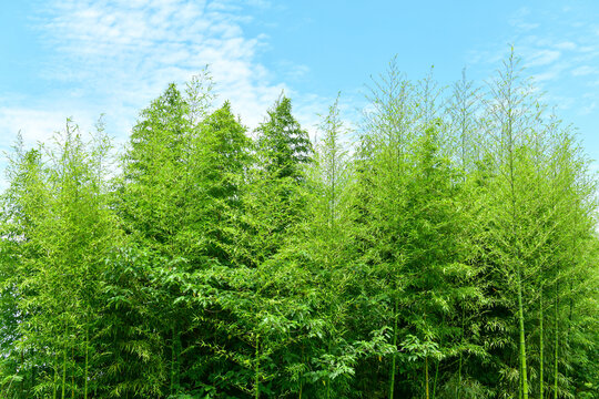 藍天白云下的翠綠竹林