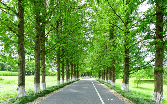 綠蔭成排的林間公路