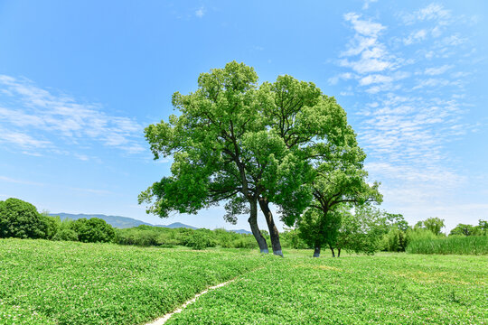 綠野中的雙樹與藍天美景
