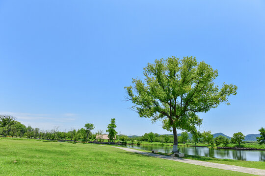 湖畔綠樹成蔭的清新風景