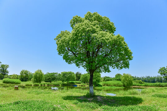 曠野中蔥郁的獨樹風景