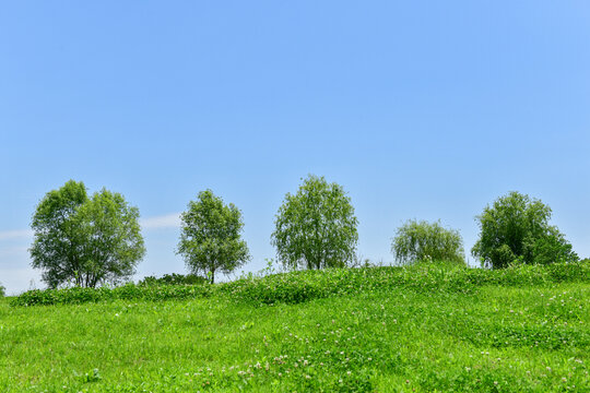 藍天綠地間的樹木風景