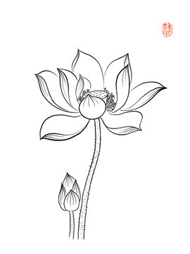 簡約荷花白描