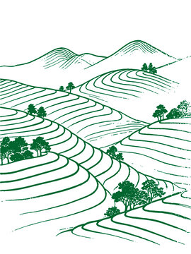 茶山風(fēng)光綠色梯田山丘風(fēng)景簡繪線稿矢量圖