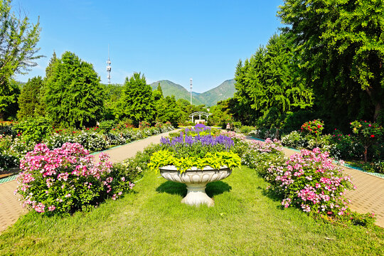 國家植物園月季園