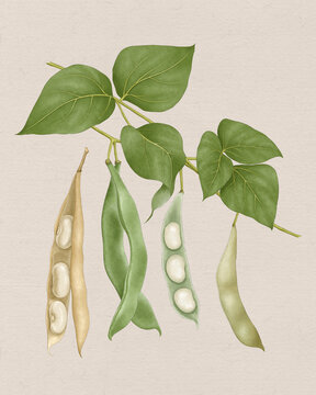 大白蕓豆植株