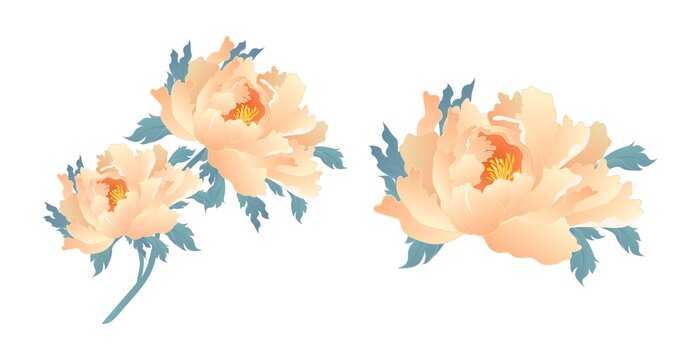 牡丹花圖案