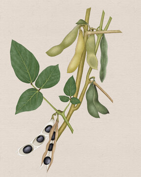 黑豆植株