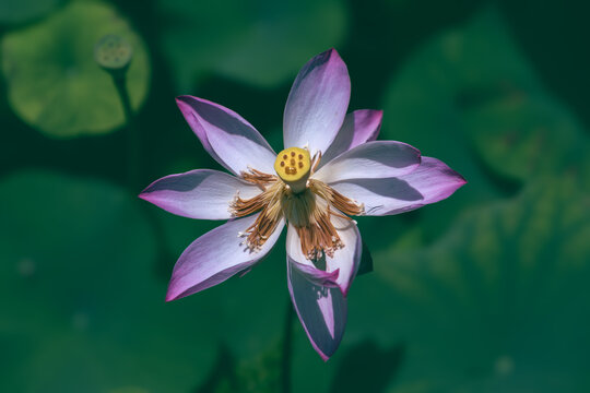 荷花