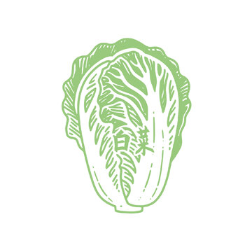 手繪簡(jiǎn)約風(fēng)白菜矢量圖