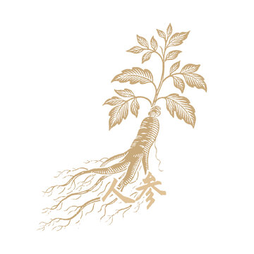 金色人參植物矢量圖案