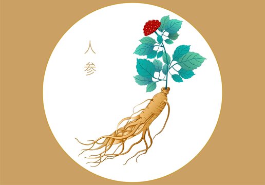 手繪人參植物插畫圖