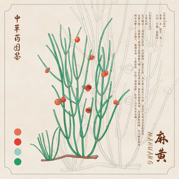 麻黃草藥插畫圖鑒