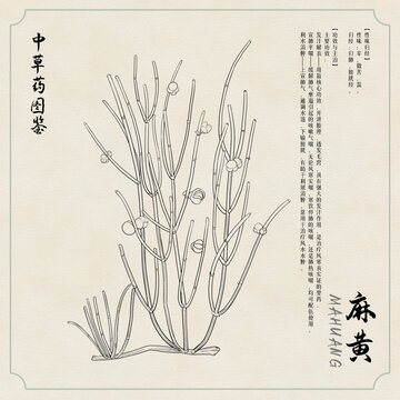 麻黃草藥插畫圖鑒黑白