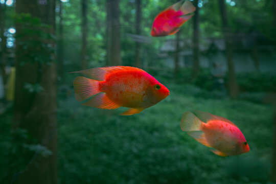 血鸚鵡魚