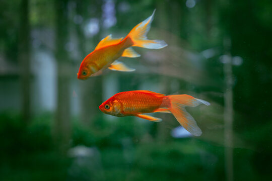 金魚