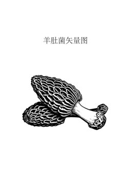 黑白羊肚菌矢量插畫素材