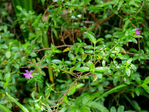 萼距花紫花滿天星中醫(yī)綠色中草藥草本植物