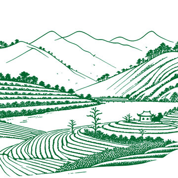 鄉(xiāng)村梯田山水茶鄉(xiāng)茶山茶園風(fēng)光線描矢量圖