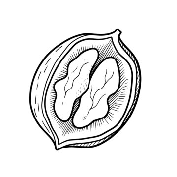 核桃插畫