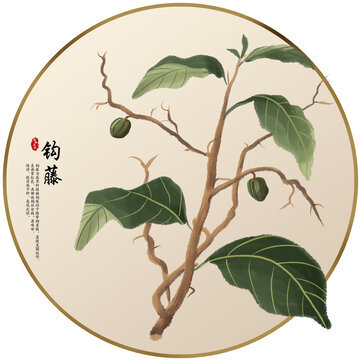 手繪中草藥鉤藤養(yǎng)生藥材