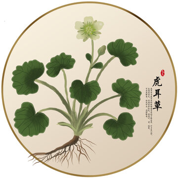 手繪中草藥虎耳草養(yǎng)生藥材